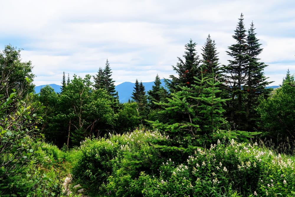 Pine Mountain
