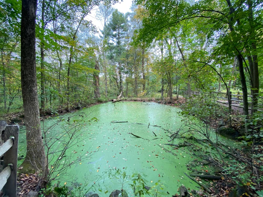 Acton