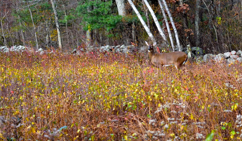 Bay Circuit Trail & Greenway — stop photo 16