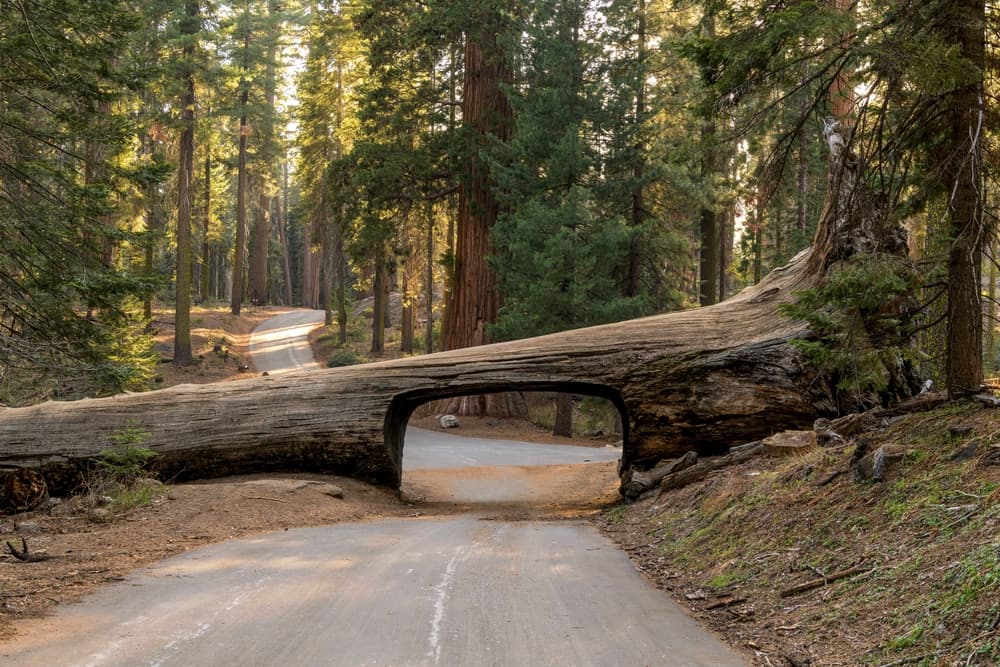 West Coast National Parks — stop photo 3