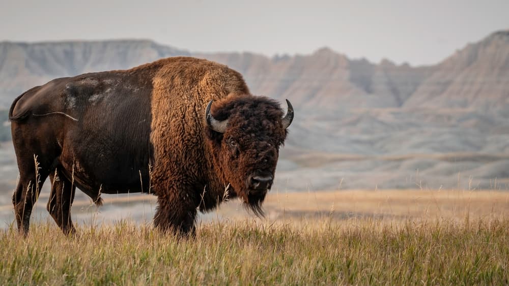 Badlands National Park