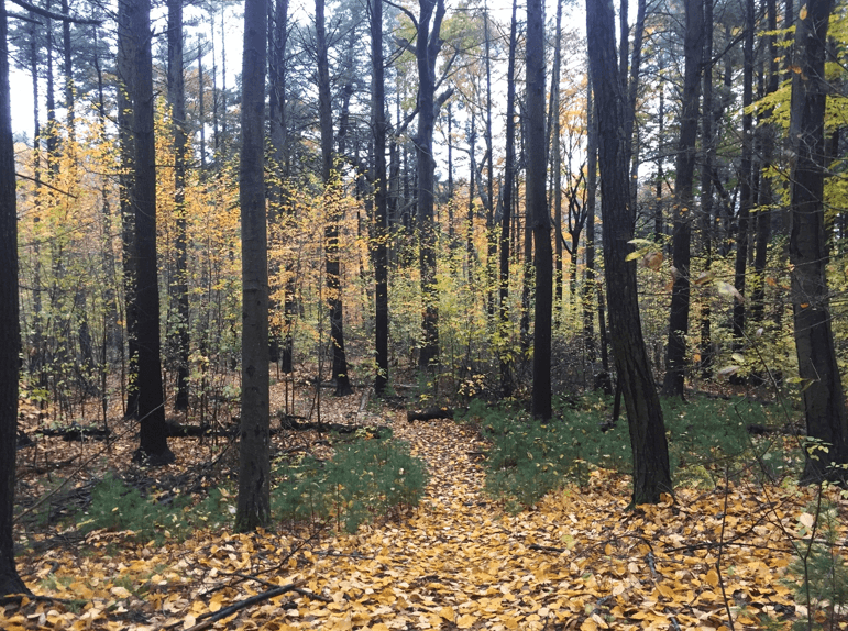 Skyline Trail