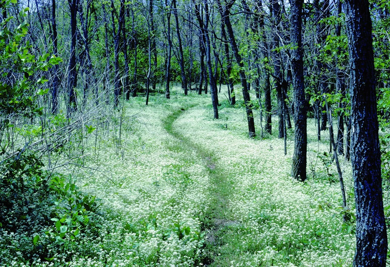 The Appalachian Trail winding through a leafy woodland in Shenandoah National Park.